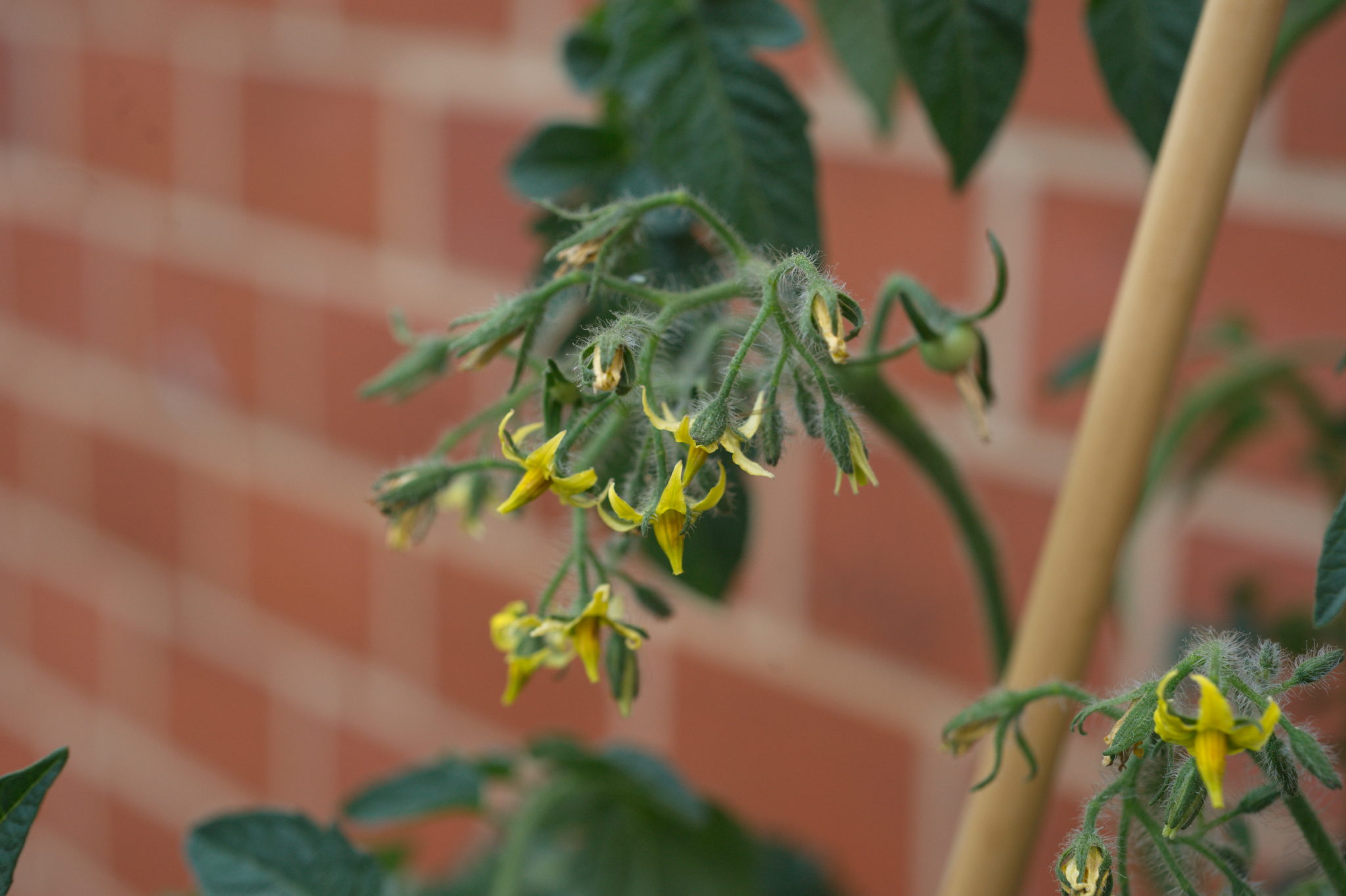 20210721  Gruen(t)raumHeimfeld 022